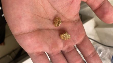 Gold Nugget earrings 14k real