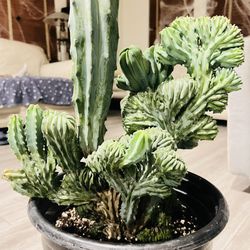 Myrtillocactus Geometrizan Cristata