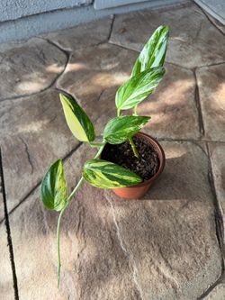 Monstera Standleyana Albo