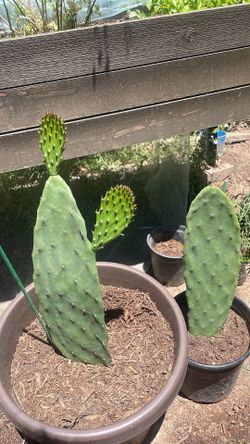 Nopal, Prickly pear cactus