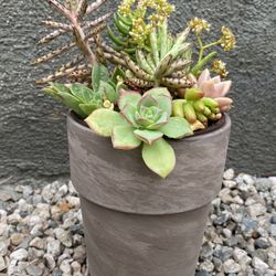 SUCCULENT ARRANGEMENT 