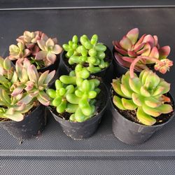 PLANT SALE IN SAN LORENZO..APPT FOR THURS FRI AND SATURDAY. SKYLINE SUCCULENTS  Look