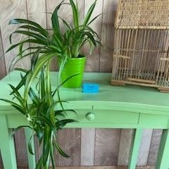 Very Large Spider Plant With Lots And Lots Of Babies Comes In Beautiful Green Ceramic Flower Pot Planter