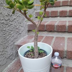 Jade Plant In a Green Plastic Nursery Pot 