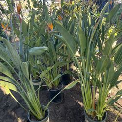 Planta Ave De Paraiso/PARADISE PLANT