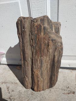 Petrified wood