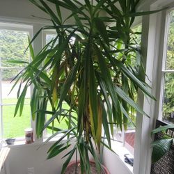 Low Light Large House Plant