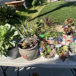 Lots Of Beautiful Succulents 