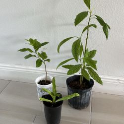 Hass Avocado Tree Plant, Lemon 🍋 Tree Plant And Culantro Recao All 3 Plants For $12