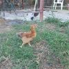 Mr. Rooster