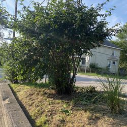 Free Flowering Quince 