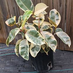 Rubber Tree 