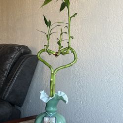Bamboo Heart House plant  