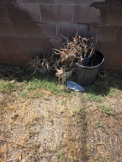 FREE THEY JUST NEED TO BE WATERED MESSAGE ME WHEN YOU ARE READY TO PICKUP RANCHO&MILL COLTON