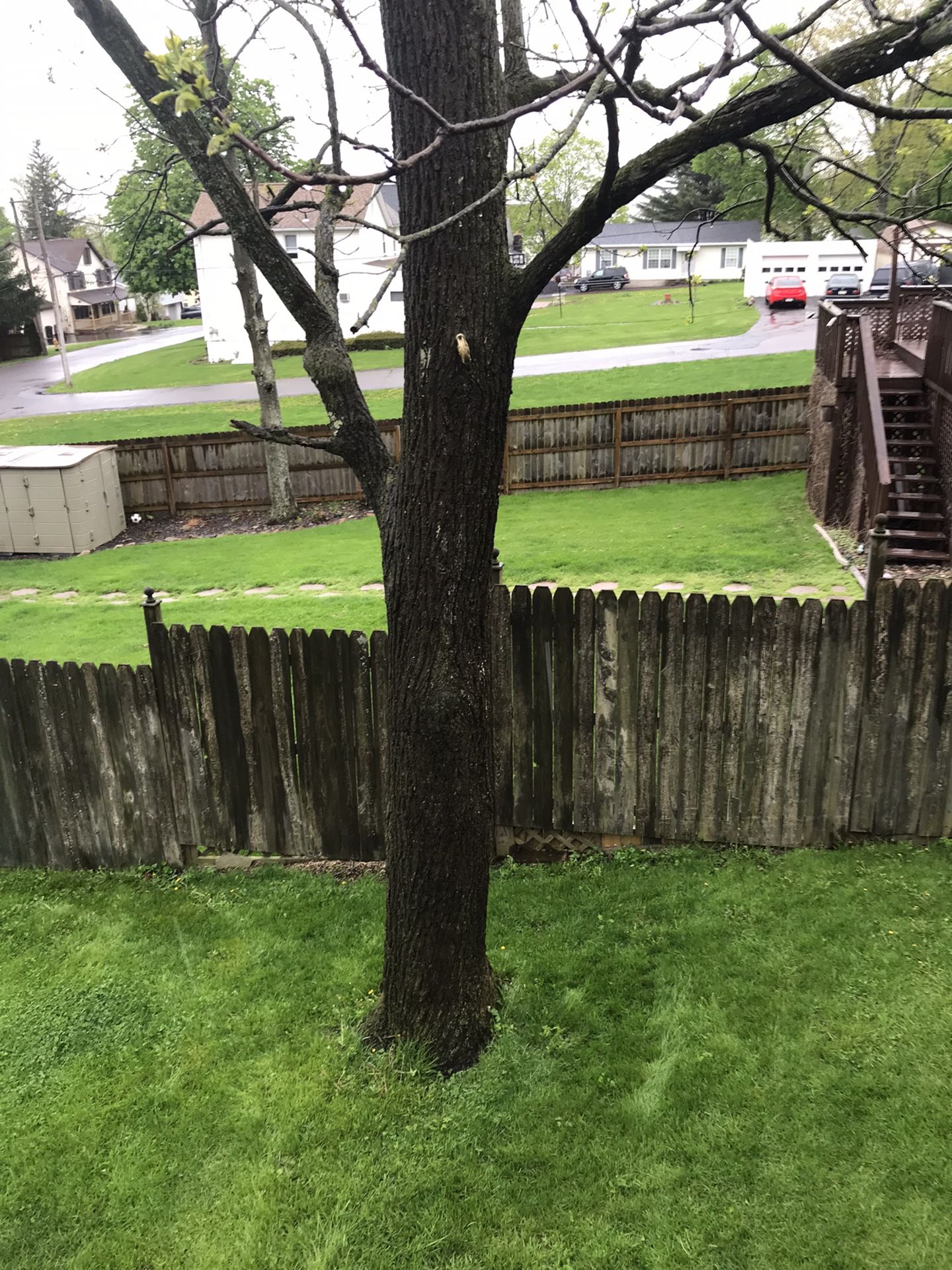 black walnut tree