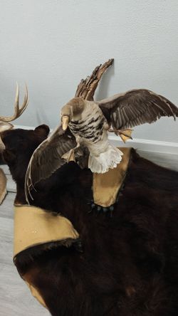 Taxidermy Duck
