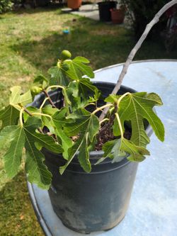 Fig tree