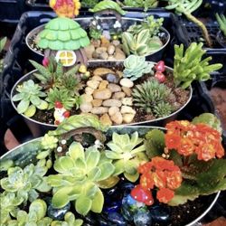 MOTHERS DAY GIFTS. PLANT SALE TODAY. SUNDAY BRING YOUR MOM !! SAN LORENZO SALE ALL THIS WEEK IN SAN LORENZO