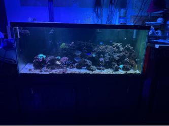 Fish tank