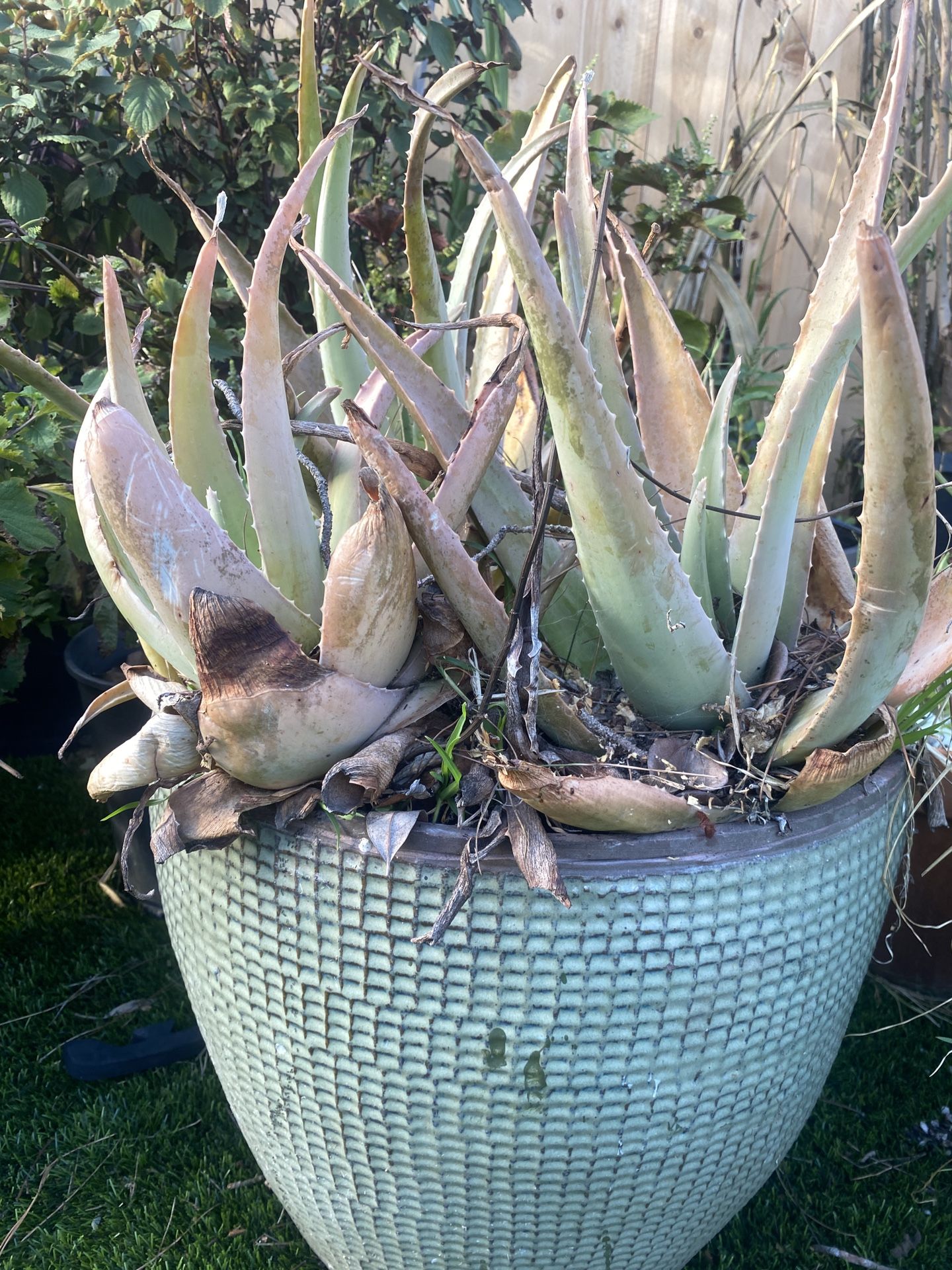 Beautiful Potted Aloe Plant