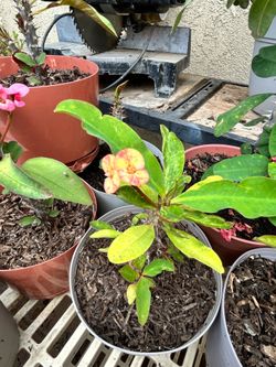 Planta Corona de cristo