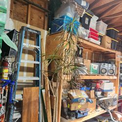 House plant Draceana marginata 6'+ tall