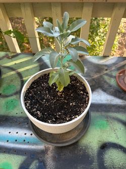 White Sage Plant, 1 gallon pot