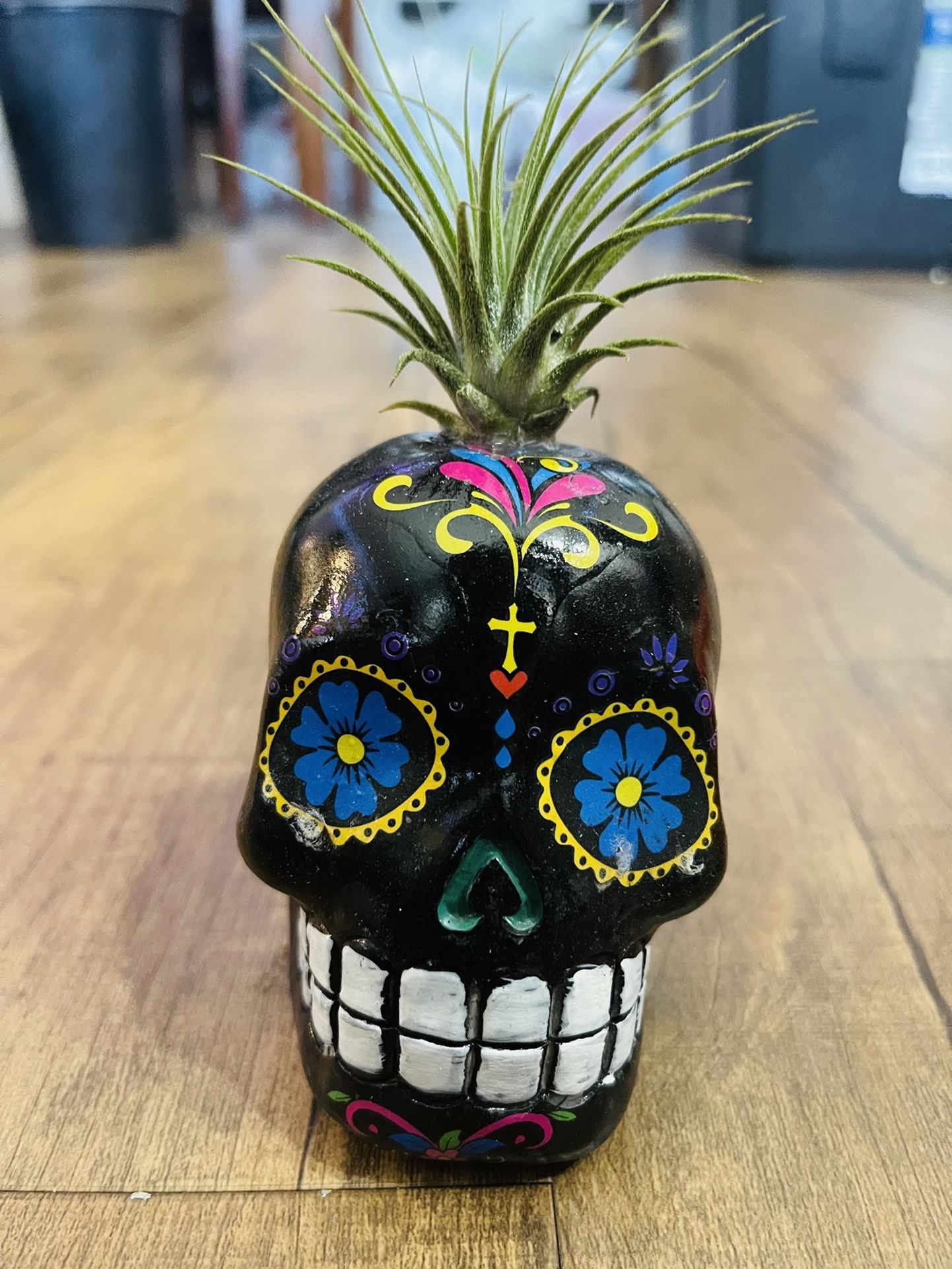 Sugar Skull Airplant 