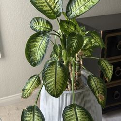 4 Foot Tall Dracena (Dumbcane) In a CB2 POD Planter