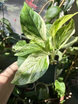 Variegated Scindapsus Marble Queen 