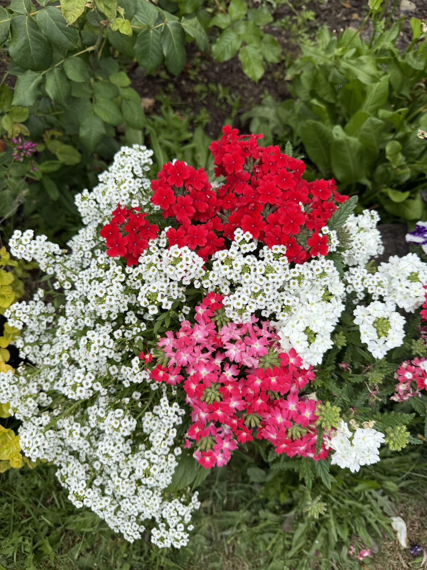 Flower Arrangement Blooming Vibrant 4 Gallon Pot