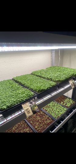 Microgreen Sprouts $8 For 3 oz. or $30 Whole Tray 10x20in.