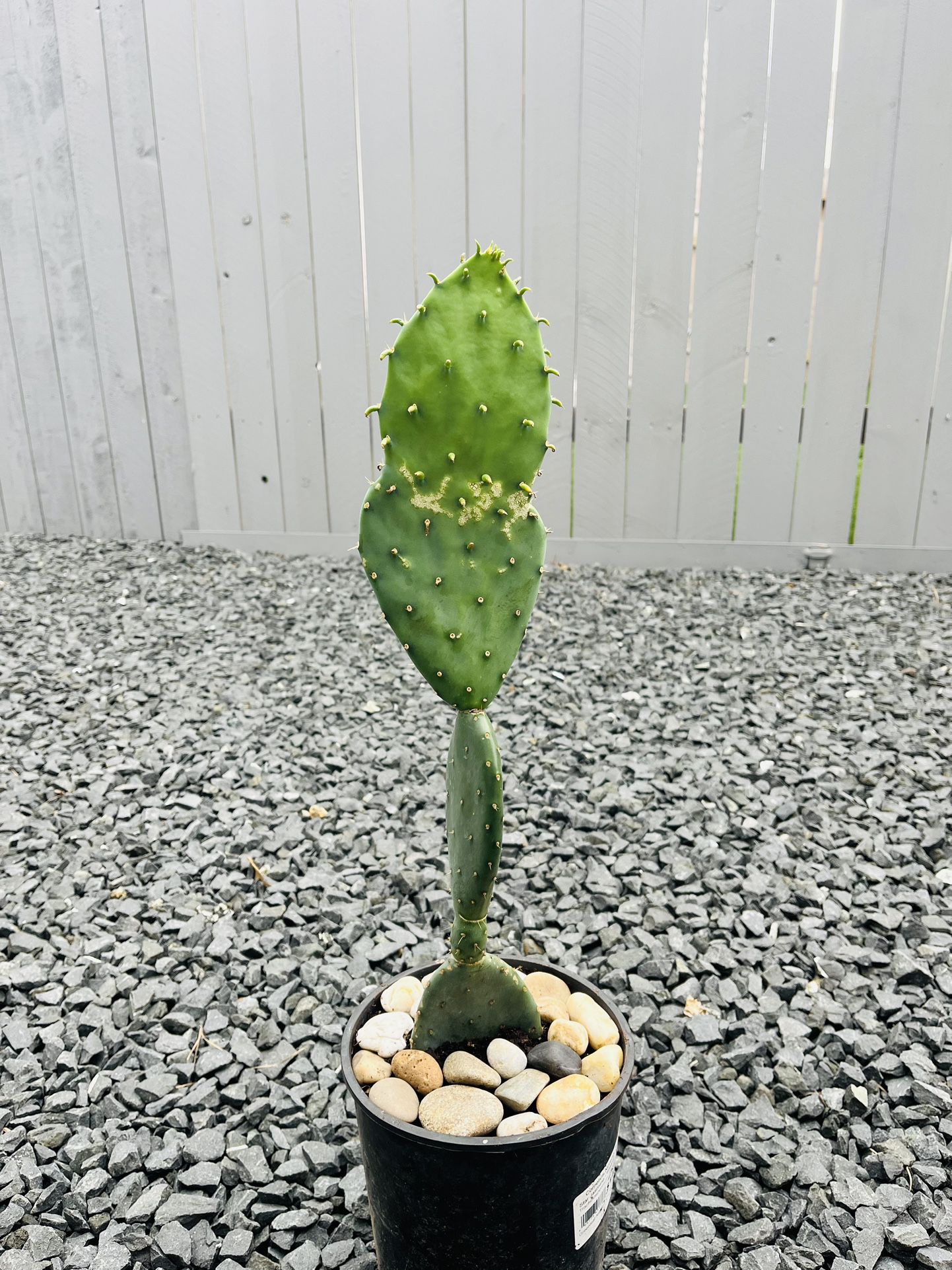 Pear Cactus Plant 
