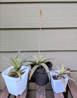 Aloe ‘Pink Blush’ Succulent Plant