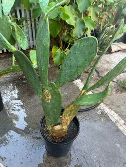 Nopal comestible