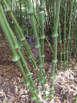 Unique bamboo plants
