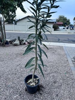 Oleander