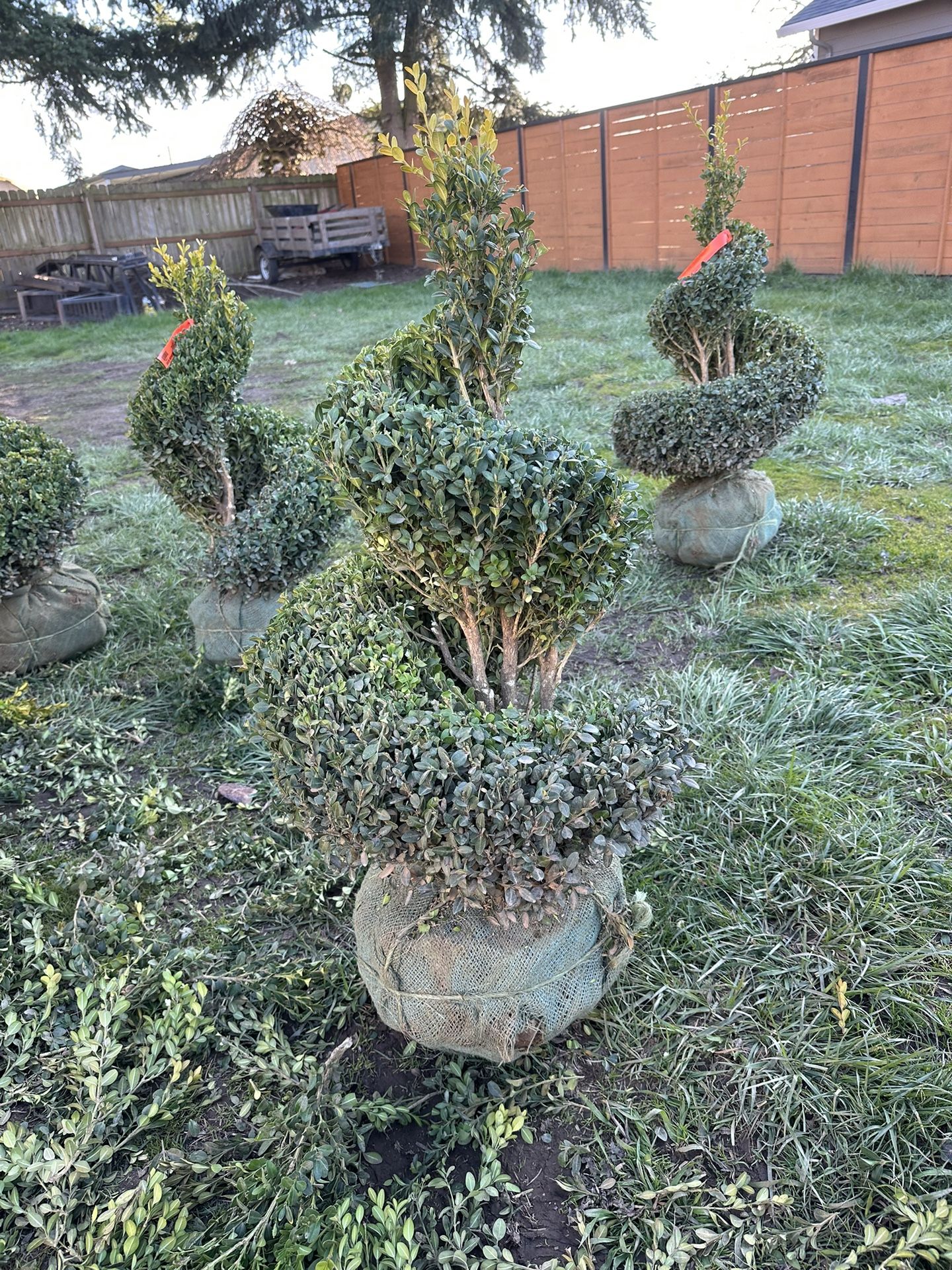 Green Mountain Topiary 2’-2.5’ (24”-30”)., Cone, Spiral, And Stacked Poms