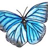 Dreamswings85
