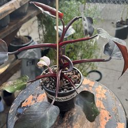 Pink princess philodendron