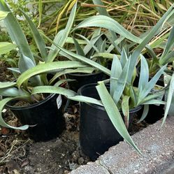 Agave Plants Drought 