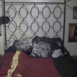 King Bed Frame Very Unique Rod Made Canopy Bed For Sale Also Comes With Computer Desk And