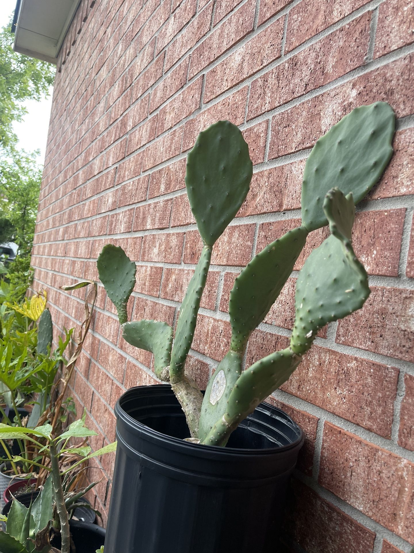 Nopal Cactus 