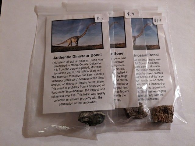 Real Dinosaur Bone