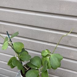 6” hoya kerrii 