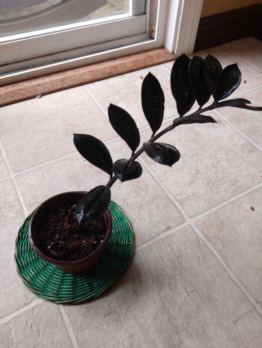 Rooted Raven ZZ Plant