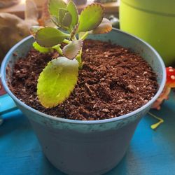 Plant Saiao Kalanchoe Brasiliensis