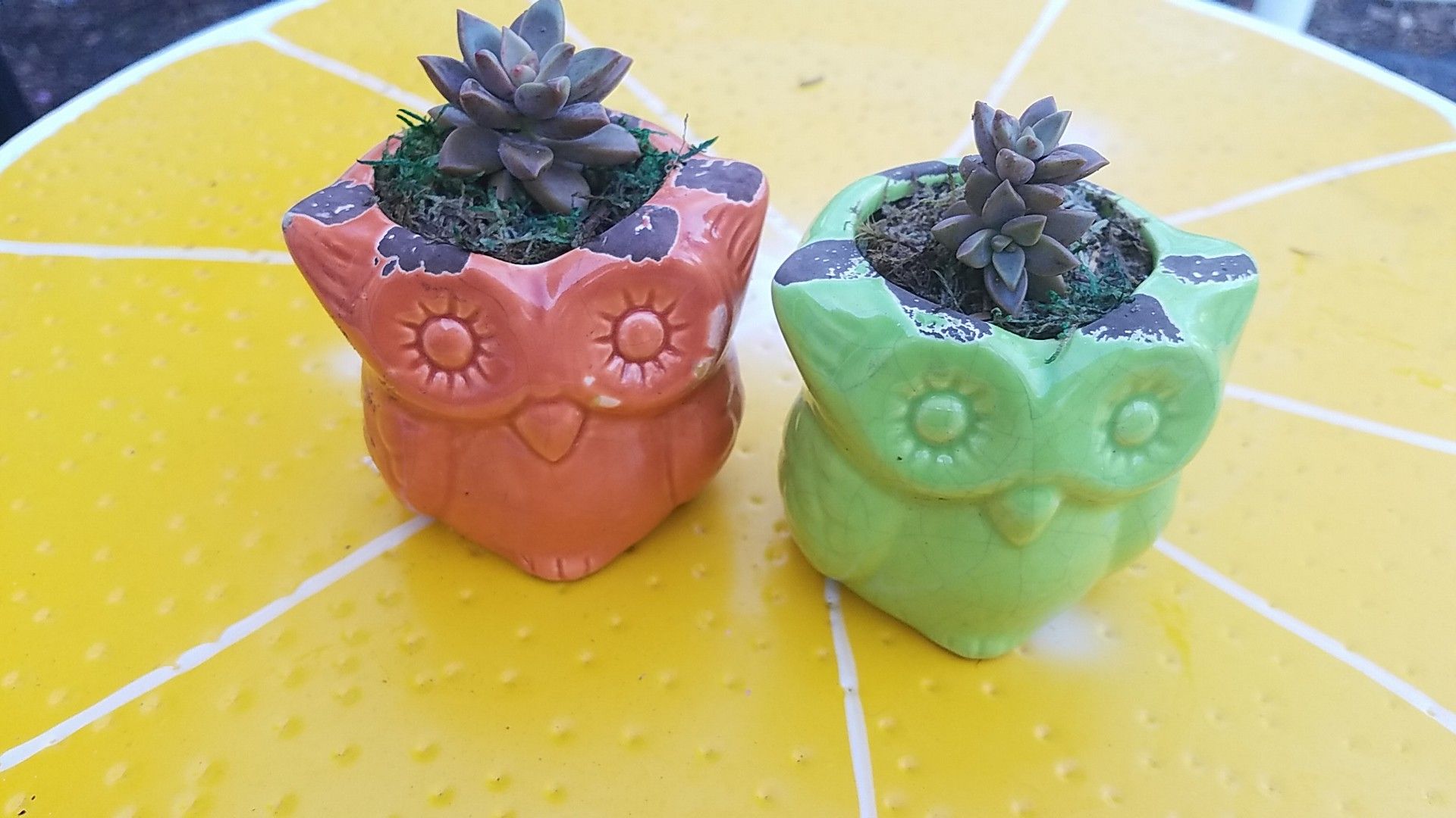 Small succulent Plants