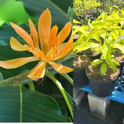 Champaca Perfume Plant 🪴 3gal 