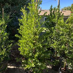 Carolina Cherry Privacy Hedge